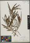 Foto von Salix viminalis L.